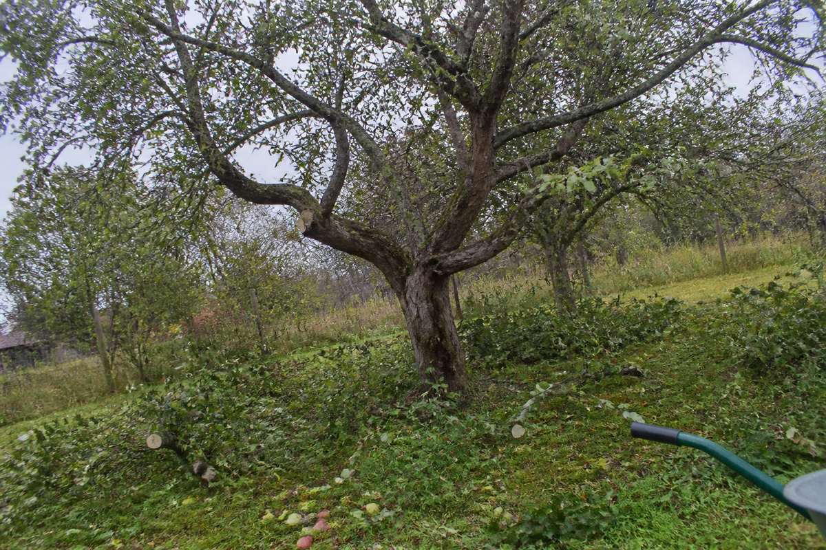 Ābeles apgriešana dārzā pavasarī