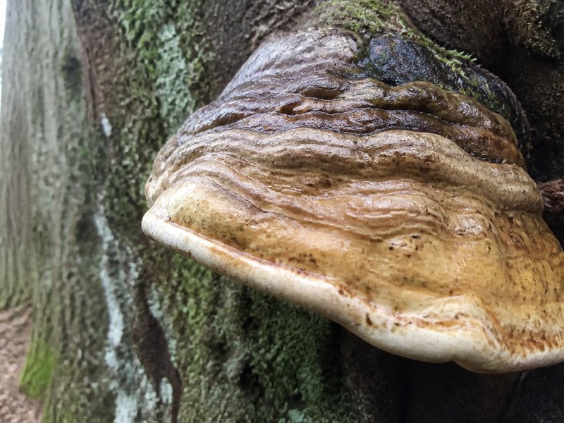Piepe pie koka stumbra pamatnes tuvplānā