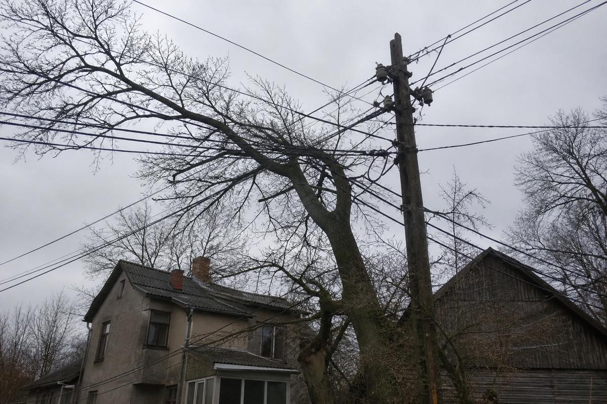Koka zari ieauguši elektrības vados pie mājas