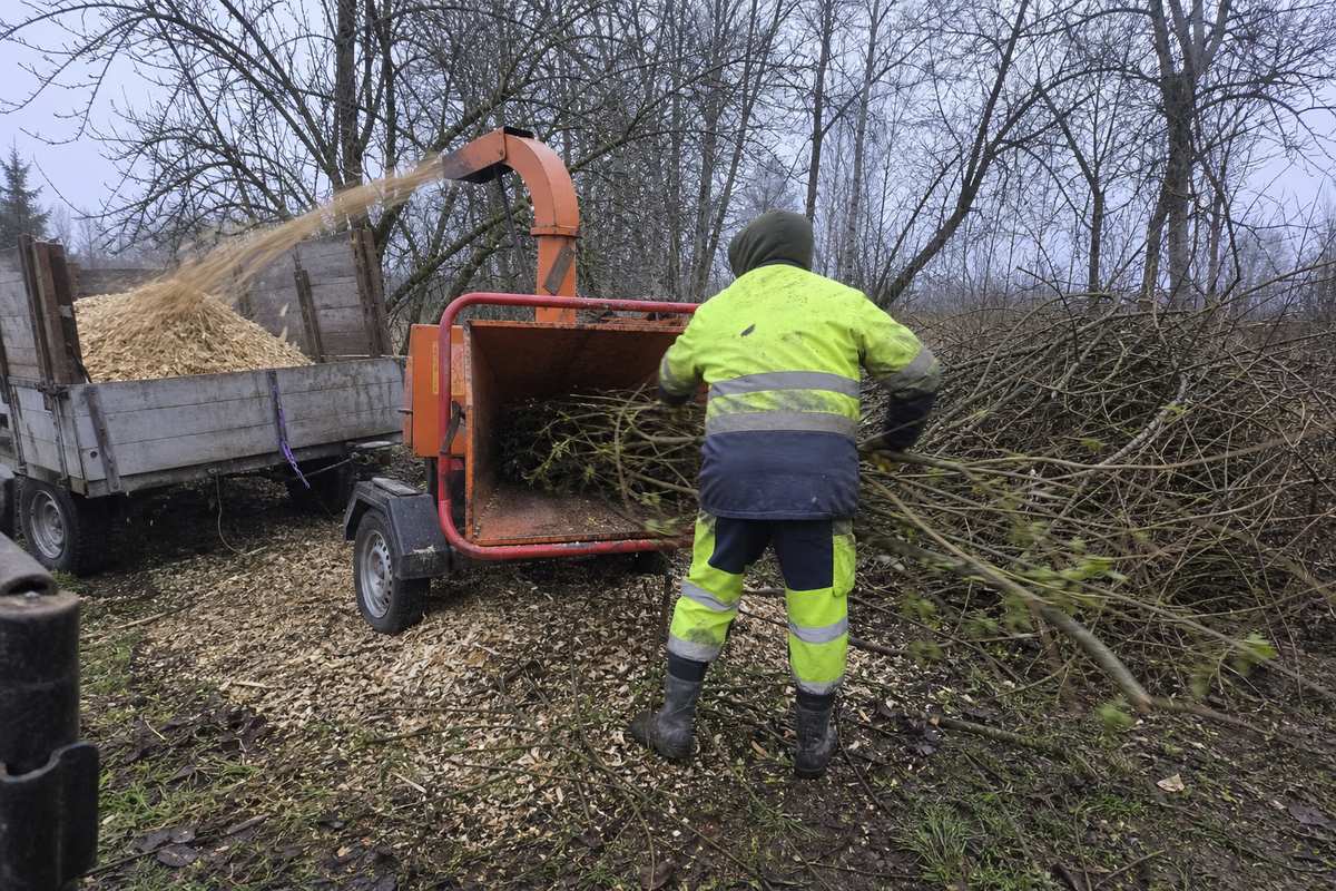Arborists padod zarus šķeldotājā, šķelda krīt piekabē