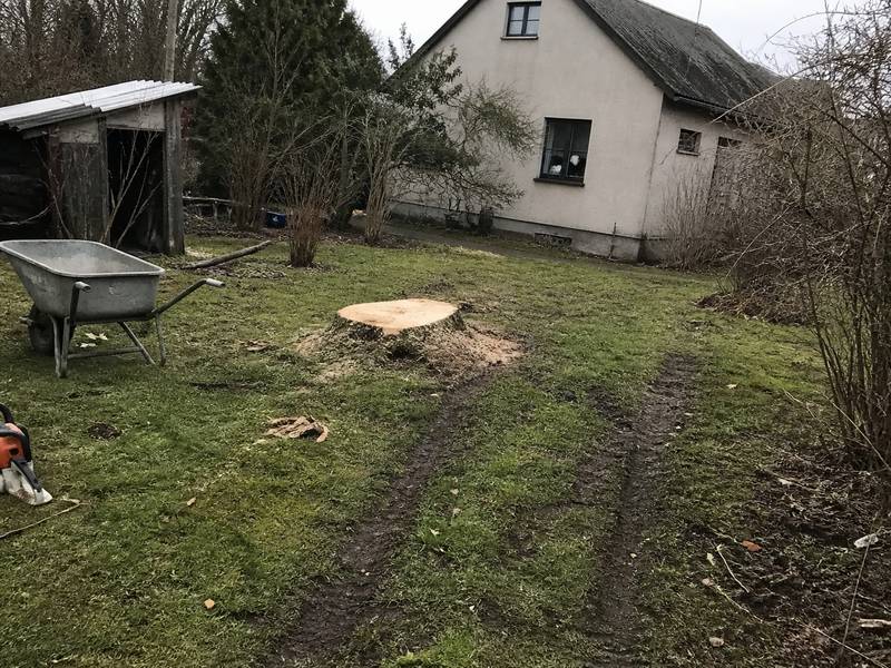 Attīrīta teritorija pēc koku novākšanas