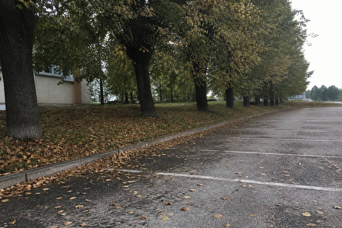 Koki uzņēmuma teritorijā pie ēkas un stāvvietas
