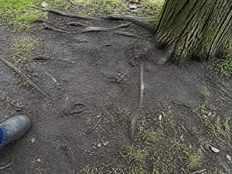 Koka sakņu zona un augsne pirms mēslošanas novērtēšanas