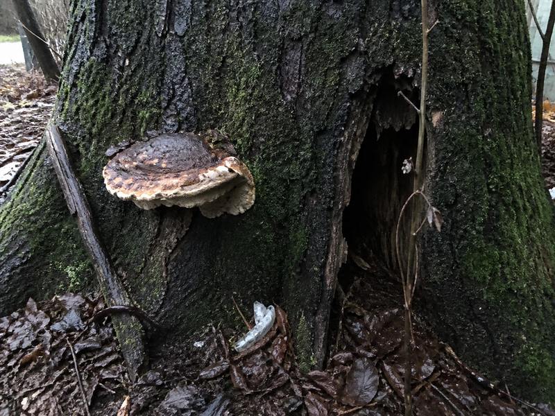 Piepe un dobums koka stumbra pamatnē