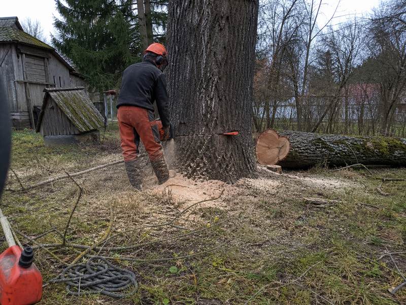 Zāģējums koka stumbrā ar skaidām zālienā