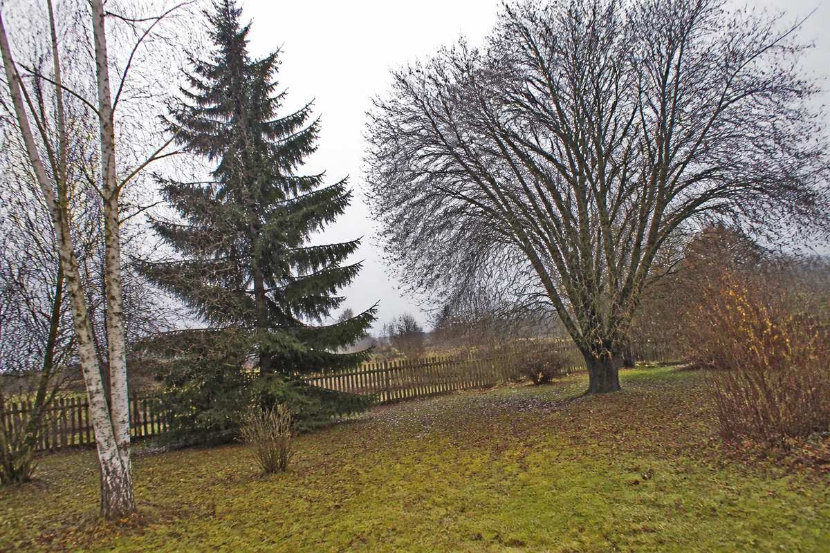 Dažādu sugu koki Latvijas dārzā