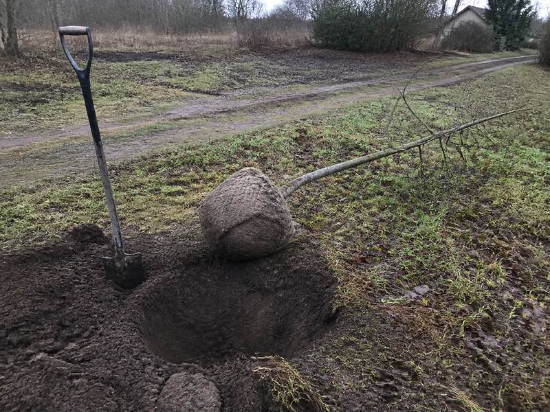 Koka sakņu kamols sagatavots pārstādīšanai