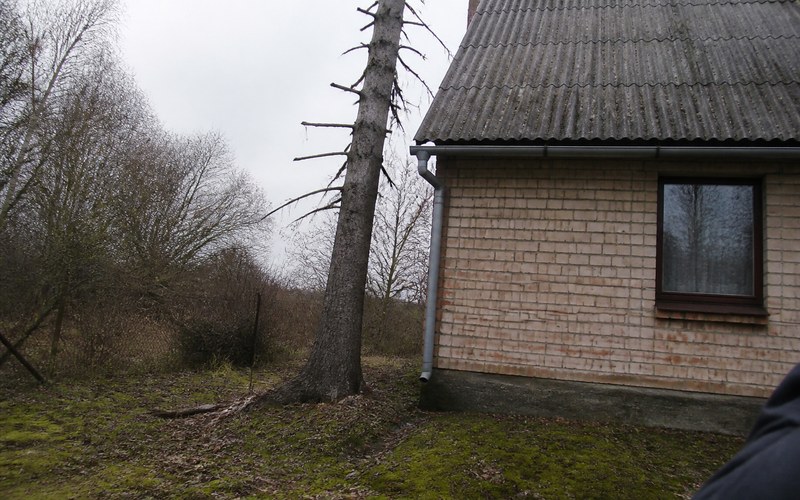 Bīstama koka zāģēšana pie mājas Rīgā