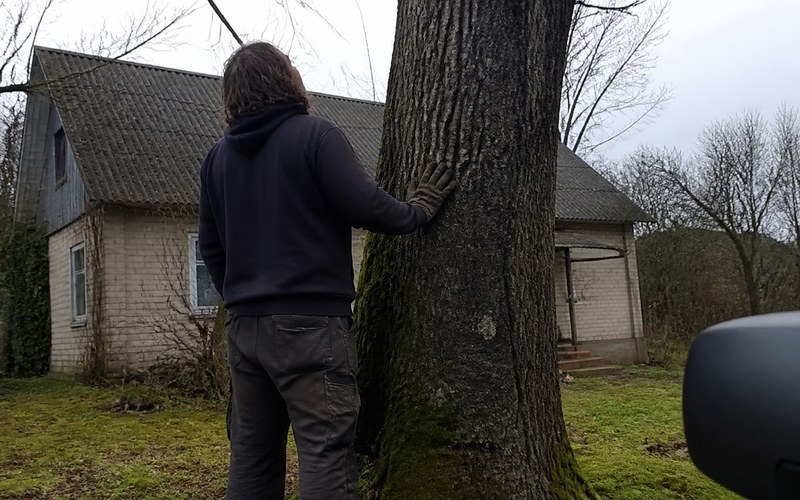 Arborists novērtē koka veselību