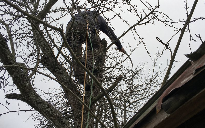 Koku vainaga kopšana Rīgā