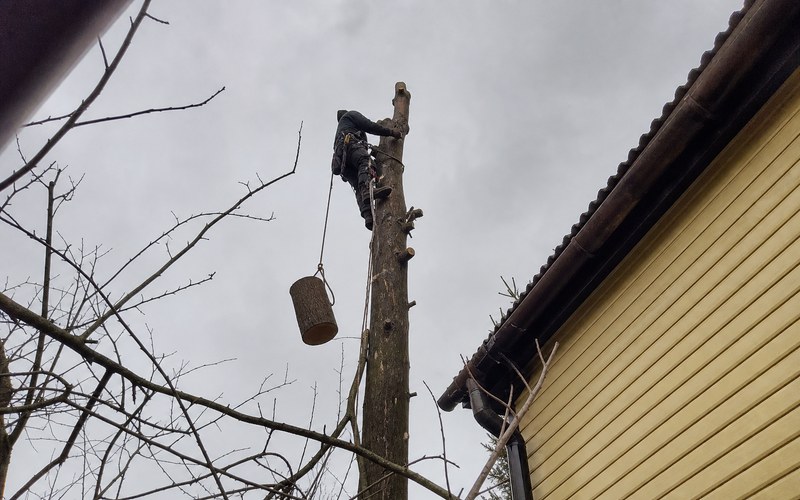 Koku zāģēšana pa daļām ar virvju tehniku