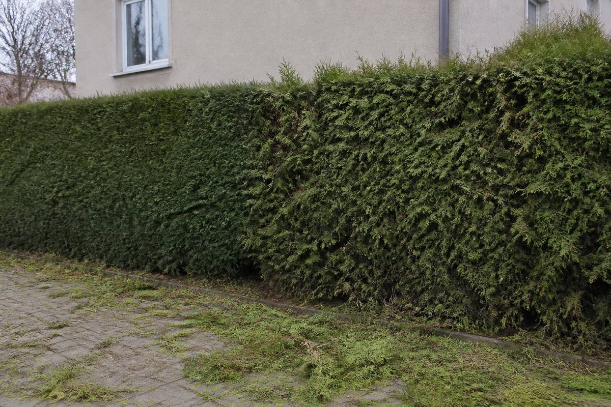 Tūju dzīvžoga apgriešana Rīgas piepilsētas dārzā