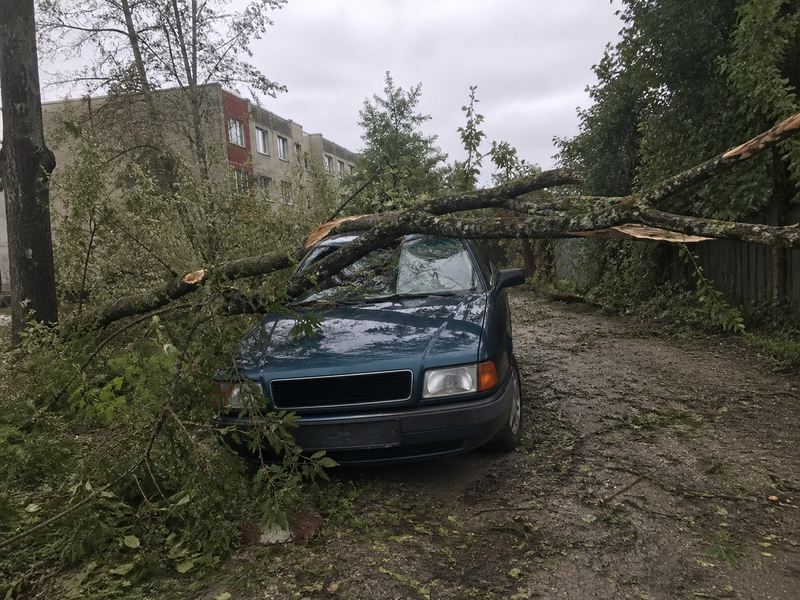 Vētrā nokritis koks uz vieglās automašīnas jumta un pārsega